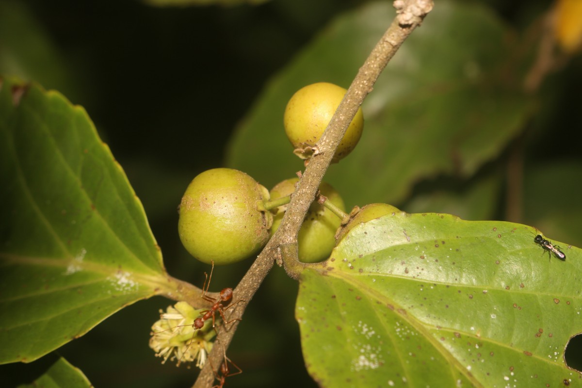 Flacourtia inermis Roxb.